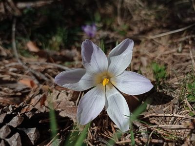 Crocus carpetanus, photographed by Cristina Villaverde