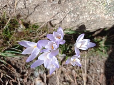 Crocus carpetanus, photographed by Cristina Villaverde