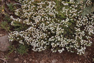 Selago saxatilis, photographed by Tony Rebelo