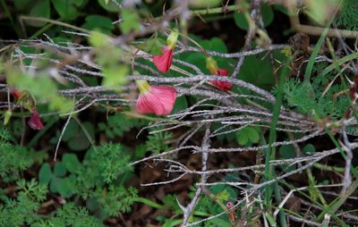 Oxalis bowiei, photographed by Tony Rebelo