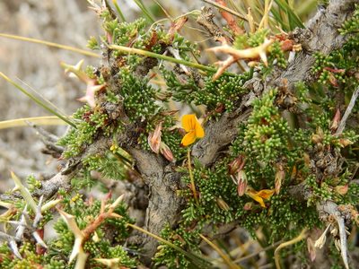 Adesmia horrida, photographed by Guillermo Debandi