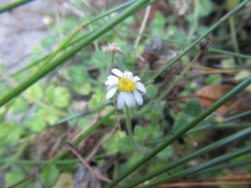 Felicia cymbalariae, photographed by douglaseustonbrown