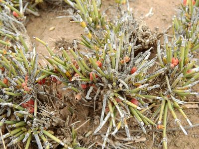 Ephedra ochreata, photographed by Guillermo Debandi