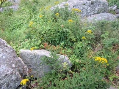 Senecio lyratus, photographed by douglaseustonbrown