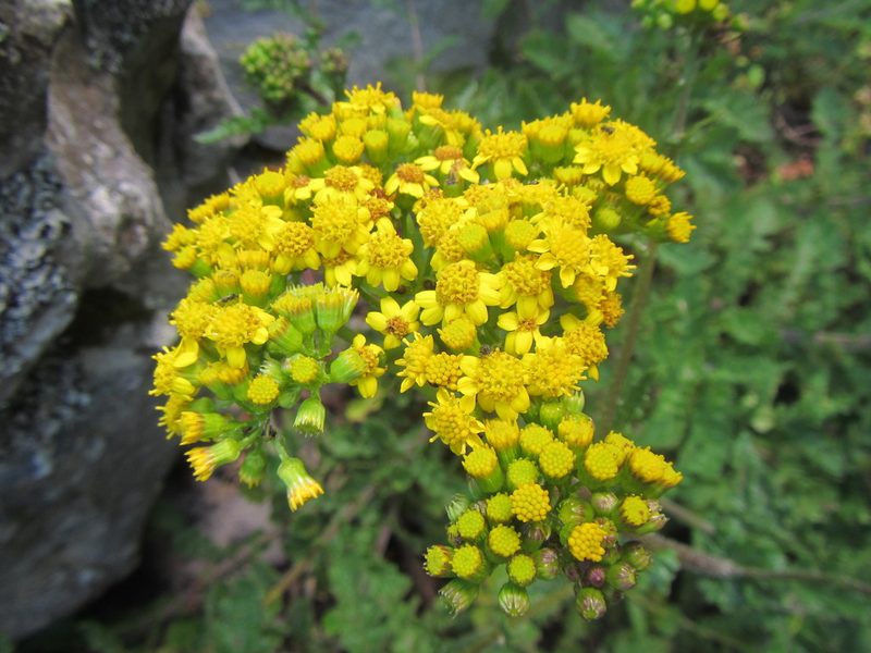 Senecio lyratus, photographed by douglaseustonbrown