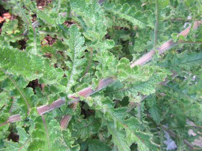 Senecio lyratus, photographed by douglaseustonbrown