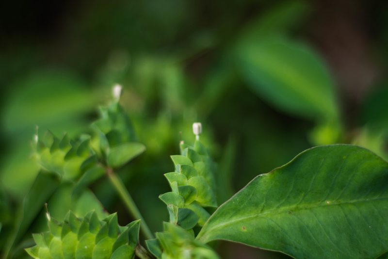 Euphorbia comosa, photographed by Márcia Martins