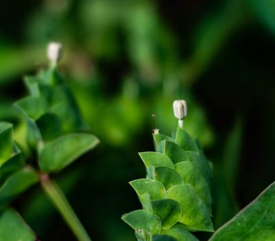 Euphorbia comosa, photographed by Márcia Martins