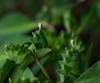 Euphorbia comosa, photographed by Márcia Martins