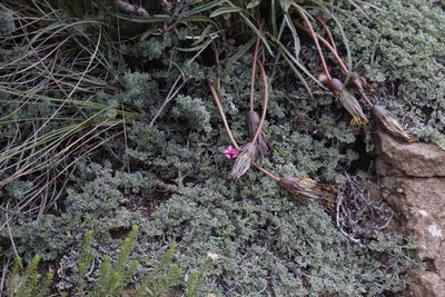 Indigofera burchellii, photographed by Tony Rebelo