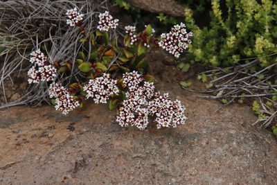Crassula natalensis, photographed by Tony Rebelo
