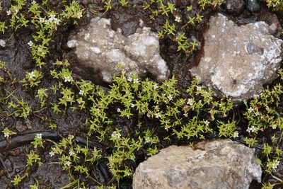 Crassula gemmifera, photographed by Tony Rebelo