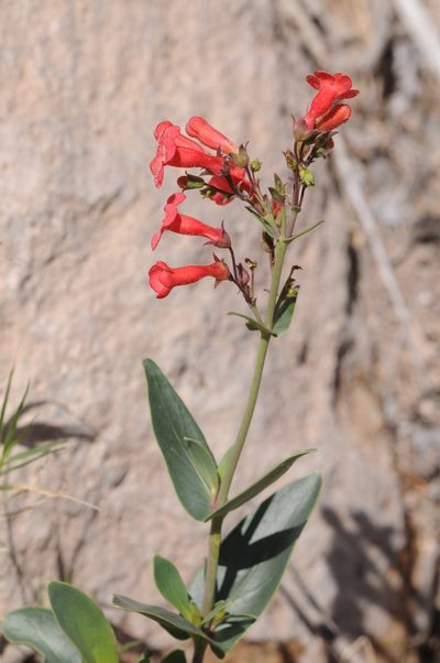 Penstemon superbus, photographed by Roger Rittmaster