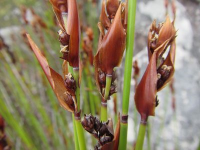 Elegia ebracteata, photographed by douglaseustonbrown