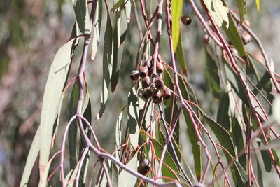 Eucalyptus sideroxylon, photographed by Millie Basden
