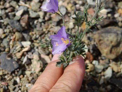 Giliastrum foetidum, photographed by Guillermo Debandi