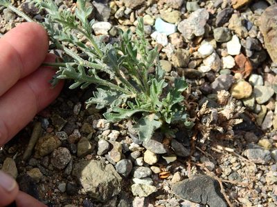 Giliastrum foetidum, photographed by Guillermo Debandi