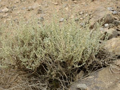 Artemisia mendozana, photographed by Guillermo Debandi