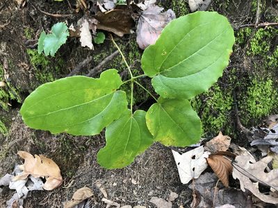 Smilax biltmoreana, photographed by Alan Weakley