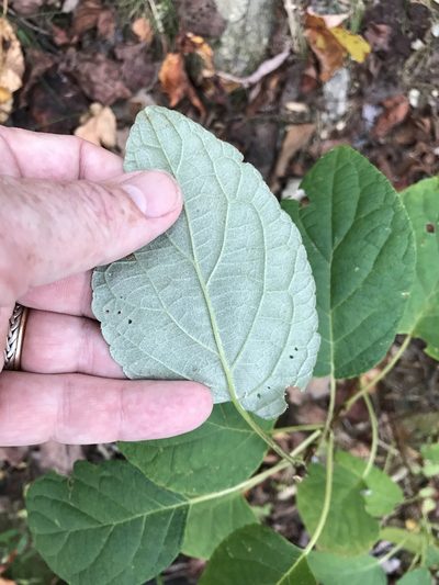 Hydrangea radiata, photographed by Alan Weakley