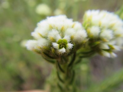 Phylica strigosa, photographed by douglaseustonbrown