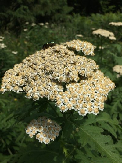 Tanacetum macrophyllum, photographed by Mirko Ubović