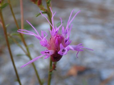 Carphephorus bellidifolius, photographed by Austin Pursley