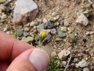 Picradeniopsis multiflora, photographed by Guillermo Debandi
