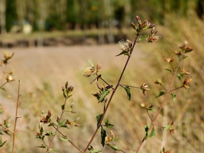 Austrobrickellia patens, photographed by Guillermo Debandi