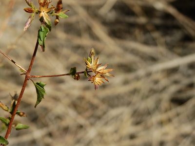 Austrobrickellia patens, photographed by Guillermo Debandi