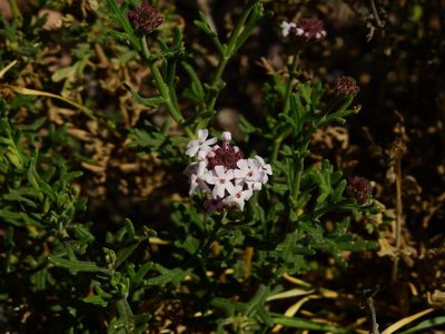Junellia crithmifolia, photographed by Guillermo Debandi