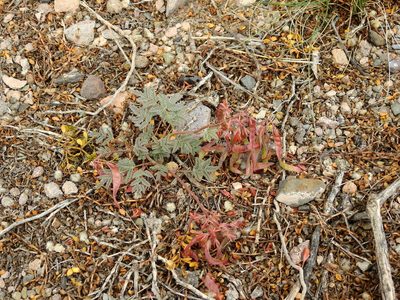 Hoffmannseggia erecta, photographed by Guillermo Debandi