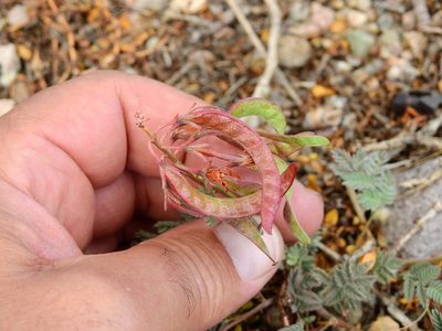 Hoffmannseggia erecta, photographed by Guillermo Debandi