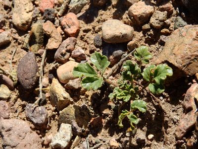 Argylia uspallatensis, photographed by Guillermo Debandi