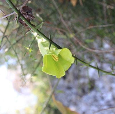 Catesbaea ekmaniana, photographed by Brian Oakes Haiti Hunter