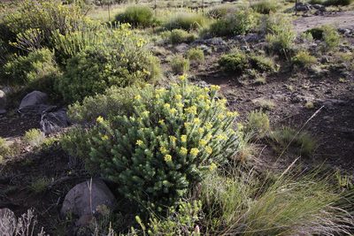 Euryops tysonii, photographed by Tony Rebelo