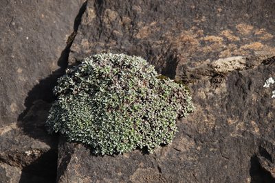 Helichrysum sessilioides, photographed by Tony Rebelo