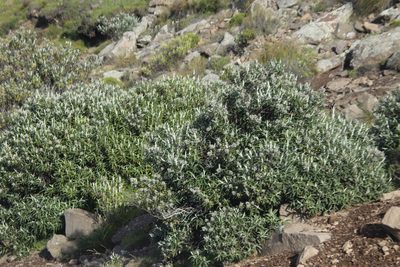 Buddleja loricata, photographed by Tony Rebelo