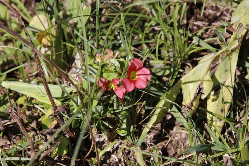Oxalis bowiei, photographed by Tony Rebelo