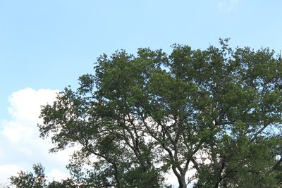 Schinopsis balansae, photographed by demianlescano