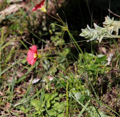 Oxalis bowiei, photographed by Tony Rebelo