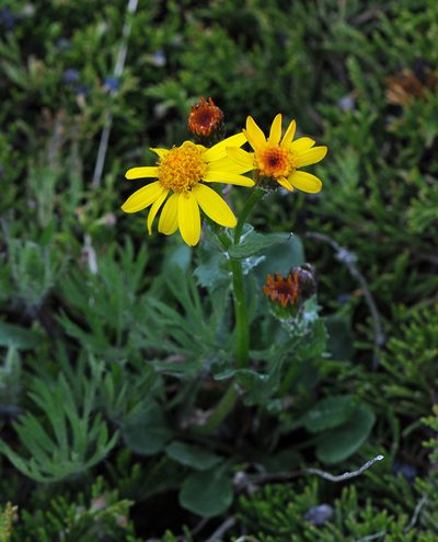 Packera streptanthifolia, photographed by Todd Boland