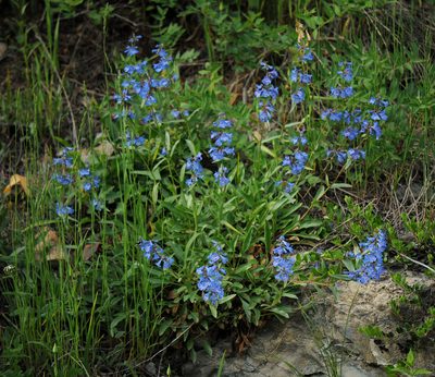 Penstemon albertinus, photographed by Todd Boland