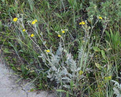 Potentilla effusa, photographed by Todd Boland