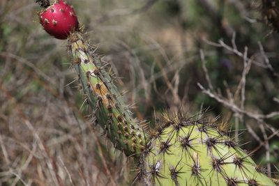 Opuntia oricola, photographed by Millie Basden