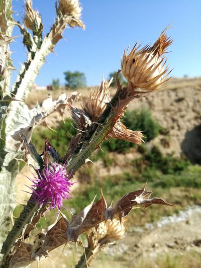 Onopordum nervosum, photographed by Sara Navarro