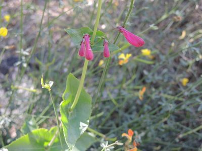 Penstemon pseudospectabilis, photographed by Roger Rittmaster