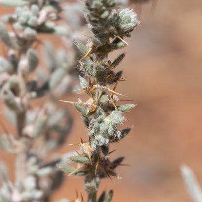 Sclerolaena convexula, photographed by Kym Nicolson