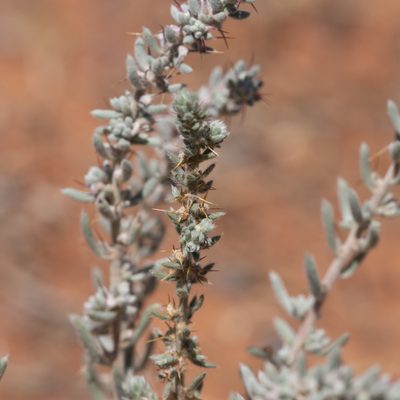 Sclerolaena convexula, photographed by Kym Nicolson