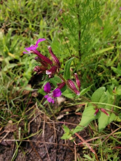 Cuphea tolucana, photographed by Juan Carlos Pérez Magaña
